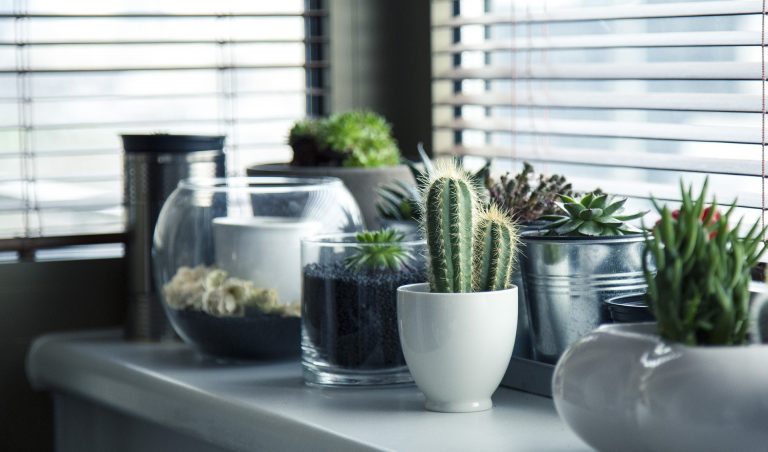 Indoor House plants guide - beginner plants you can't kill 1