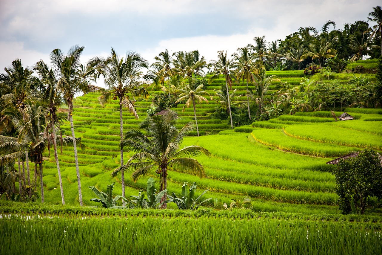 Padma Resort Ubud Bali Puhu Travel Diary Guide Review TripAdvisor 2016 6