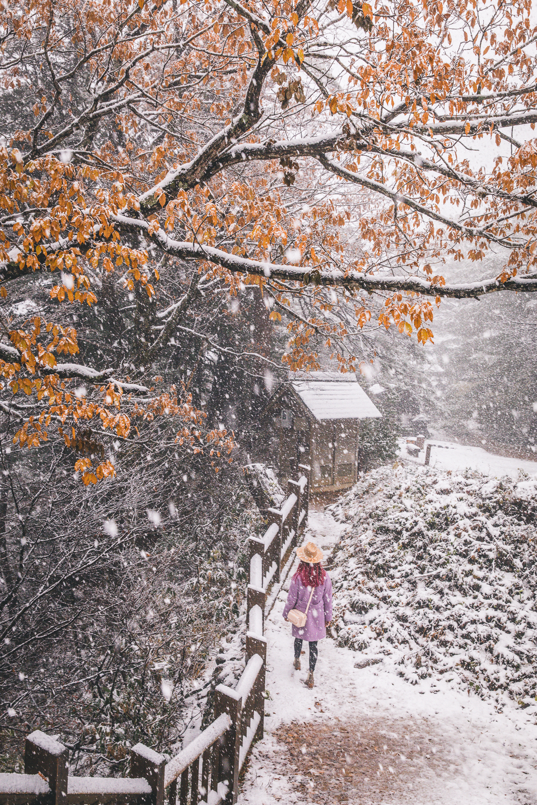 Shirakawago-Snow-November-1